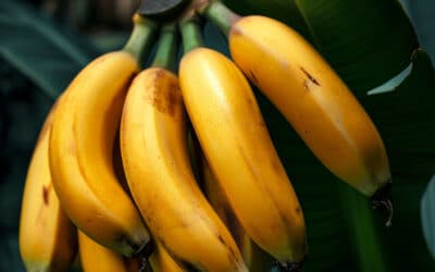 Banane et Ferritine : Comment la banane peut aider à augmenter le taux de ferritine ?