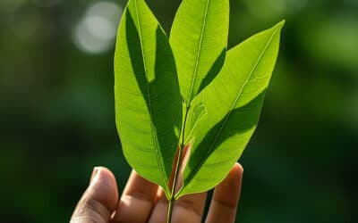 Feuille de Séné – Quels bienfaits pour la santé ?